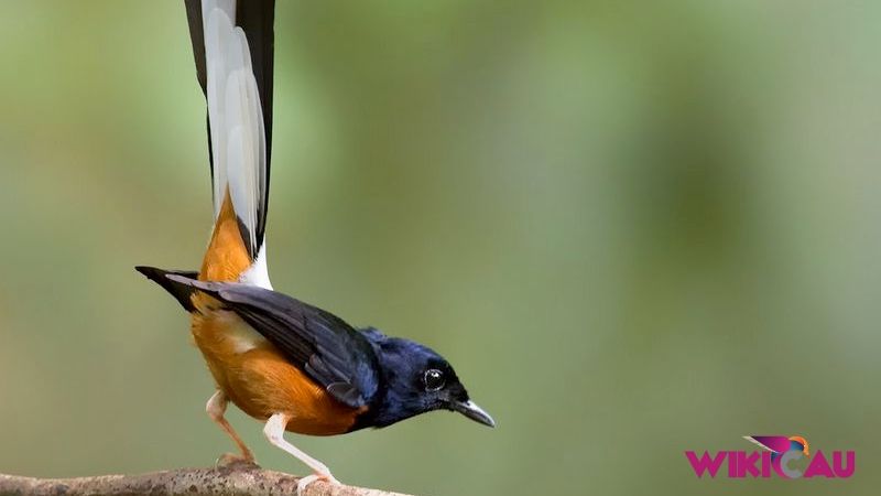 Mengenal Burung Murai Batu Medan by Wikicau