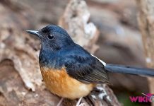 Mengenal Burung Murai Batu Nias Blacktail by Wikicau
