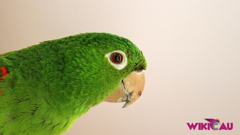 Ukuran Kandang Parrot by Wikicau 2