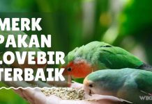 Merk Pakan Lovebird Terbaik by Wikicau