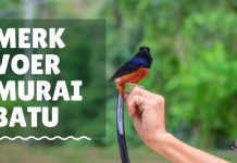 Merk Voer Murai Batu Terbaik by Wikicau