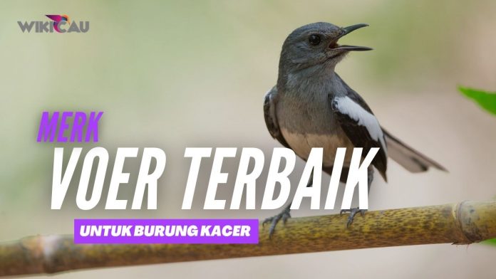 Merk Voer untuk Kacer Terbaik by Wikicau Merk Voer untuk Kacer Terbaik by Wikicau